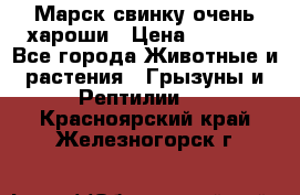 Марск свинку очень хароши › Цена ­ 2 000 - Все города Животные и растения » Грызуны и Рептилии   . Красноярский край,Железногорск г.